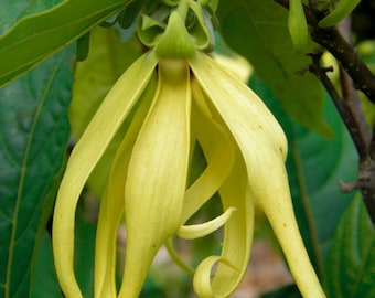 Arbre à parfum Ylang-ylang Cananga odorata 20 graines USA Company