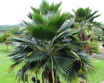 Fiji Fan Palm   Pritchardia thurstonii   5  Seeds  USA Company