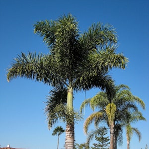 Foxtail Palm Wodyetia Bifurcata 10 Seeds USA Company - Etsy