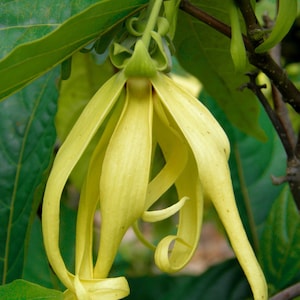 Perfume Tree   Ylang-Ylang   Cananga odorata   20 Seeds  USA Company