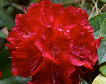 Tree Rhododendron   Rhododendron arboreum  100 Seeds  USA Company