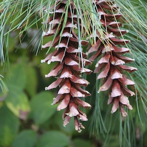 Eastern White Pine Pinus strobus 20 Seeds USA Company image 1
