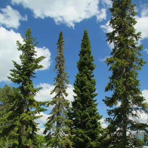 Balsam Fir Abies balsamea 10 Seeds USA Company image 1