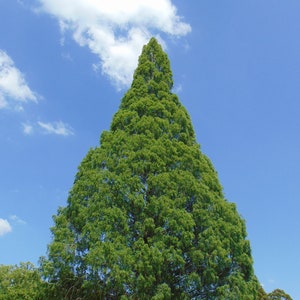 Séquoia rouge Metasequoia glyptostroboides 200 Seeds USA Company image 2