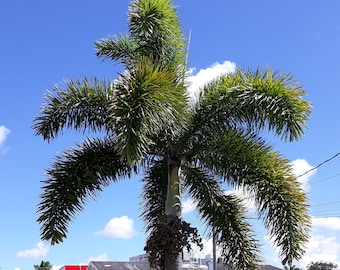 Foxtail Palm Etsy