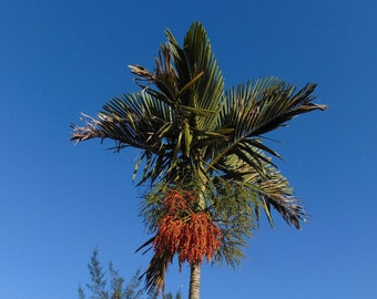 Alexander Palm Solitaire Palm Ptychosperma elegans 20 semi USA Company