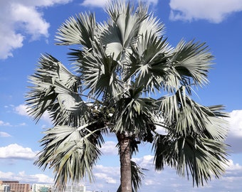 Bismarck Palm   Bismarckia nobilis  10 Seeds