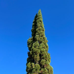 Italian Cypress Cupressus sempervirens 100 Seeds USA Company image 1