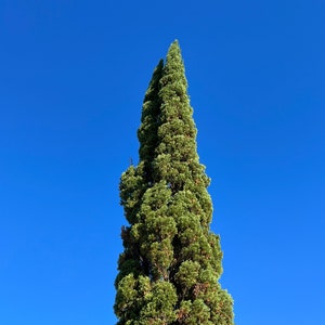 Italian Cypress Cupressus sempervirens 500 Seeds USA Company image 1