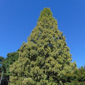 Séquoia rouge Metasequoia glyptostroboides 200 Seeds USA Company image 1