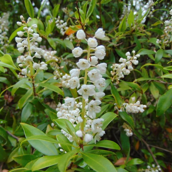 Buckwheat Tree  Black Titi  Cliftonia monophylla  50 Seeds  USA Company