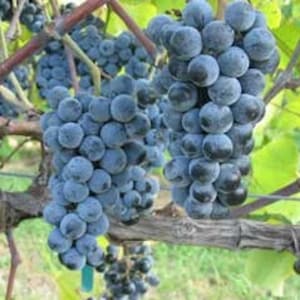 Summer Grape   Vitis aestivalis  20 Seeds  USA Company