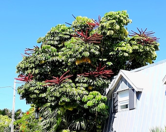 Octopus Tree  Umbrella Tree  Schefflera actinophylla  200 Seeds  USA Company