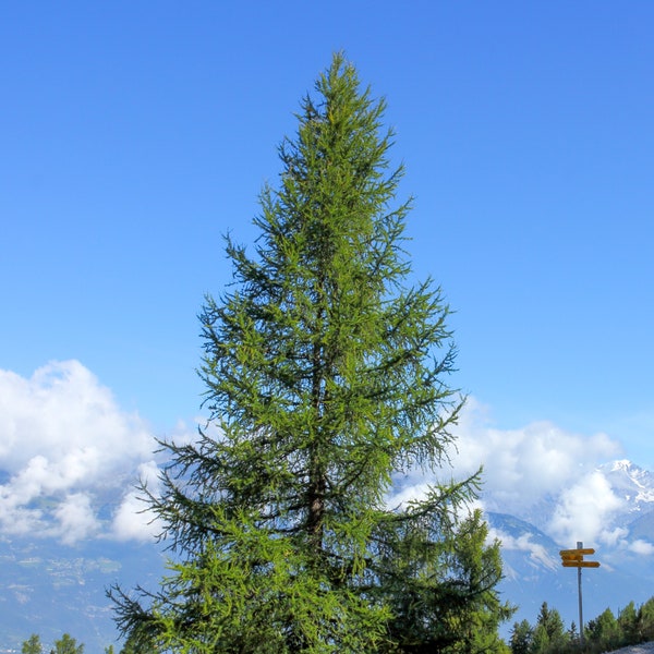 European Larch   Larix decidua  100 Seeds  USA Company