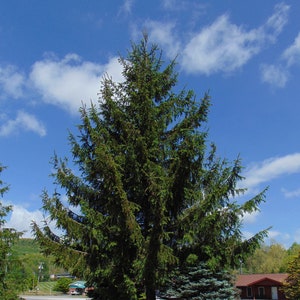 Norway Spruce Picea abies 100 Seeds USA Company image 1