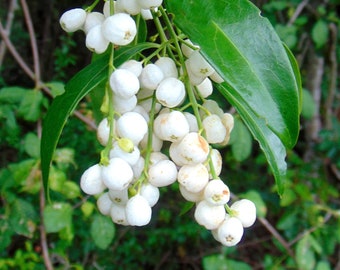 White Indigoberry   Randia aculeata   Organic   10 Seeds Free Shipping