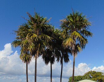 Florida Thatch Palm   Thrinax radiata  20 Seeds  USA Company