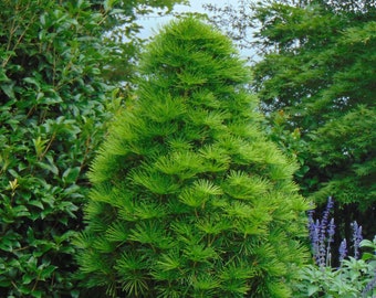 Japanese Umbrella Pine   Sciadopitys verticillata  10 Seeds  USA Company