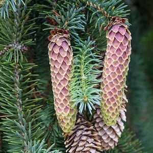 Sitka Spruce Picea sitchensis 100 Seeds USA Company image 1