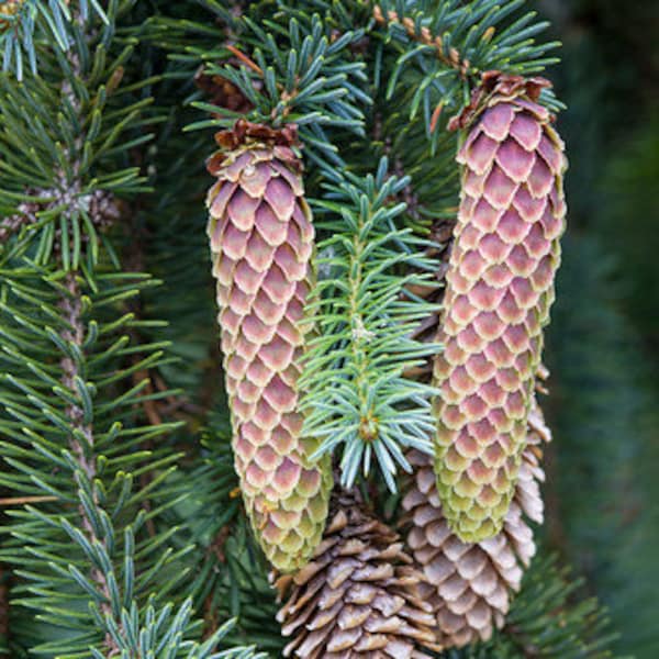 Sitka Spruce   Picea sitchensis   100 Seeds  USA Company