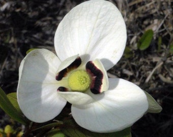 Bigflower Pawpaw   Asimina obovata  50 Seeds  USA Company