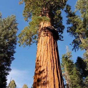 Giant Sequoia Redwood Sequoiadendron Giganteum 50 Seeds USA Company image 1