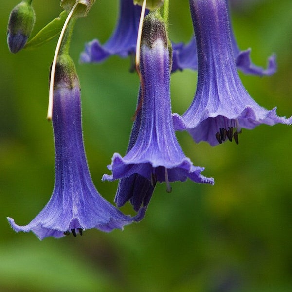 Blue Angel’s Trumpet  Iochroma australe  5 Seeds  USA Company