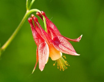 Wild Columbine   Eastern Red Columbine   Aquilegia canadensis  500 Seeds  USA Company