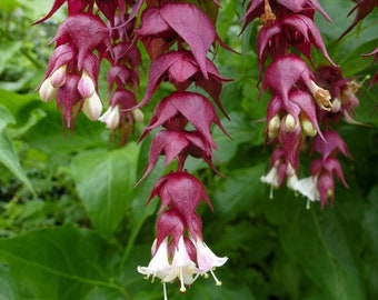 Caprifoglio dell'Himalaya Leycesteria formosa 20 semi USA Company