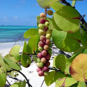 Sea Grape   Coccoloba uvifera  10 Seeds  USA Company