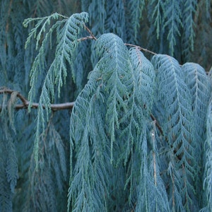 Kashmir Cypress   Cupressus cashmeriana  500 Seeds  USA Company