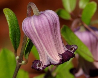 Netleaf Leather Flower Clematis reticulata 20 graines USA Company