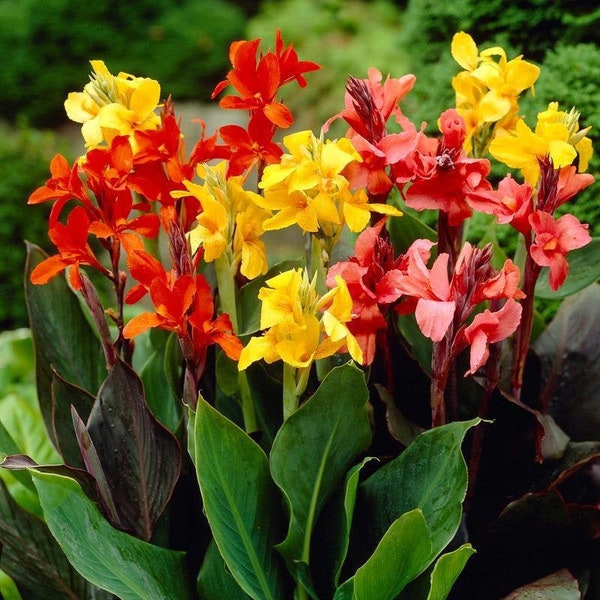 Dwarf Canna Mix   Canna x generalis   10 Seeds  USA Company