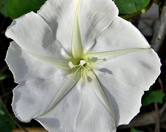 Ipomea Alba Moon Vine seed only 75 cents Shipping on single or multiple items!!