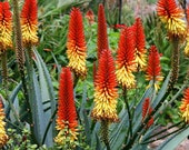 Aloe Vera Aloe barbadensis Organic 10 Seeds (Free US Shipping)