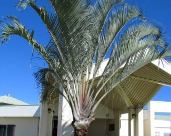 10+ Cuban Palm Plants