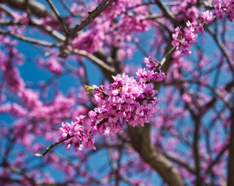 Pflanzen, Sämereien & Zwiebeln 500 Chinese Redbud Seeds Cercis Chinensis Flowering Judas Tree Bonsai USA SELLER Garten & Terrasse totum.ca Pflanzen, Sämereien & Zwiebeln 500 Chinese Redbud Seeds Cercis Chinensis Flowering Judas Tree Bonsai USA SELLER Garten & Terrasse totum.ca