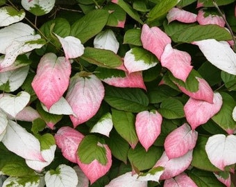 Variegated Kiwi  Arctic Kiwi  Actinidia kolomikta   20 Seeds  USA Company