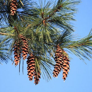 Eastern White Pine Pinus strobus 20 Seeds USA Company image 6