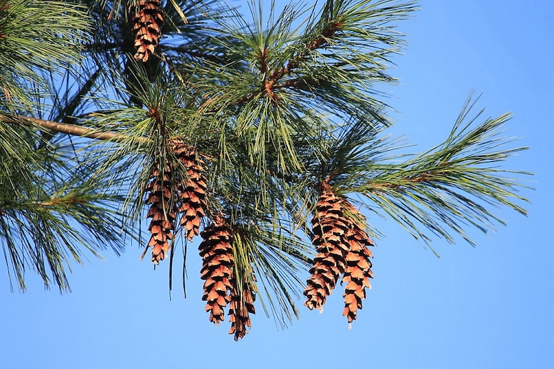 Eastern White Pine Pinus strobus 20 Seeds USA Company image 6