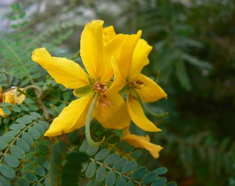 Desert Cassia   Cassia polyphylla  20 Seeds  USA Company