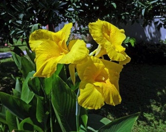 Golden Canna  Wild Canna  Canna flaccida  20 Seeds  USA Company