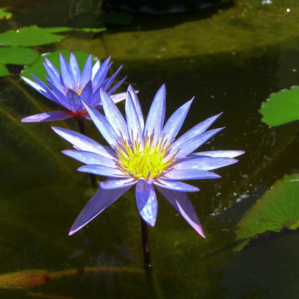 Blue Water Lily   Nymphaea nouchali  100 Seeds  USA Company