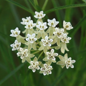 Horsetail Milkweed Asclepias subverticillata 20 Seeds USA Company image 1