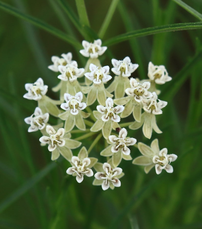 Horsetail Milkweed Asclepias subverticillata 20 Seeds USA Company image 1