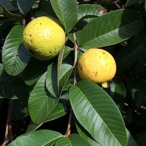 Red Strawberry Guava - Psidium cattleyanum - 10+ seeds Gx