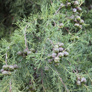 Himalayan Cypress Cupressus torulosa 200 Seeds USA Company image 4