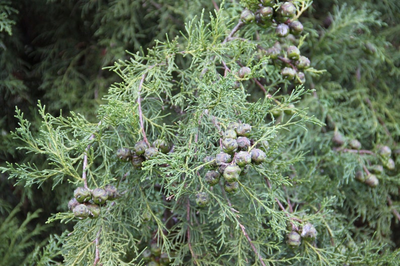 Himalayan Cypress Cupressus torulosa 200 Seeds USA Company image 4