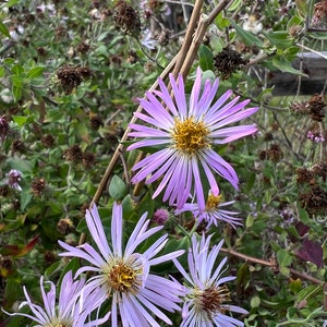 Climbing Aster  Aster carolinianus  100 Seeds