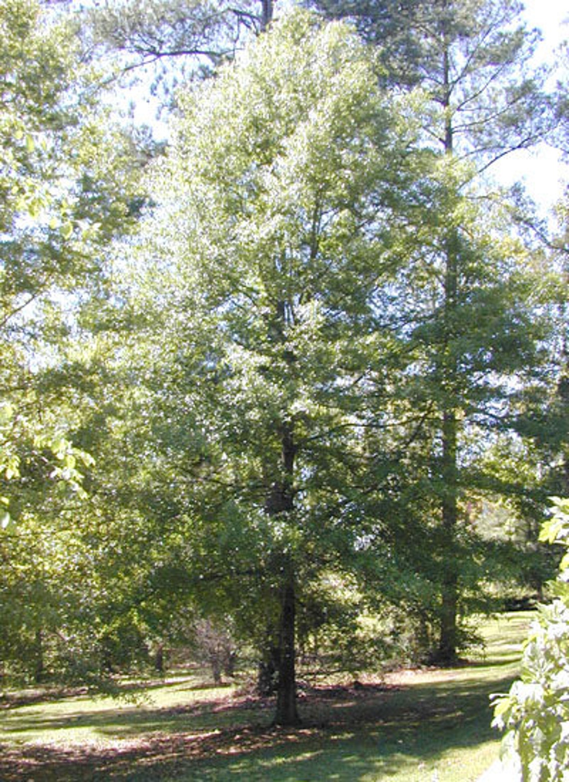 Laurel Oak Quercus laurifolia Organic 10 Seeds Free | Etsy